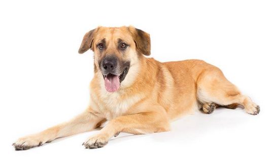 KEEP THE DOG OUT OF JESUS' CHURCH-YOU CAN'T HELP THE HOLY SPIRIT