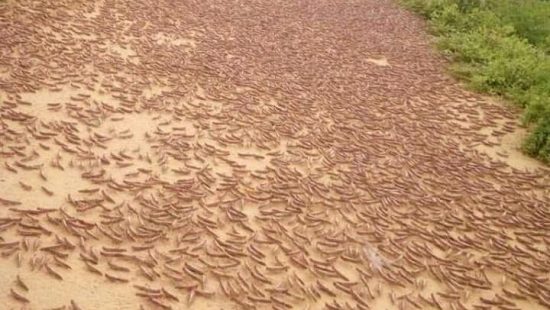 KENYA HIT BY SEVERE LOCUST INVASION!