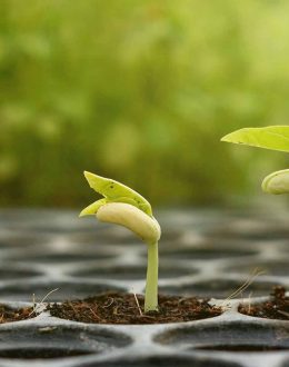SPIRITUAL GROWTH