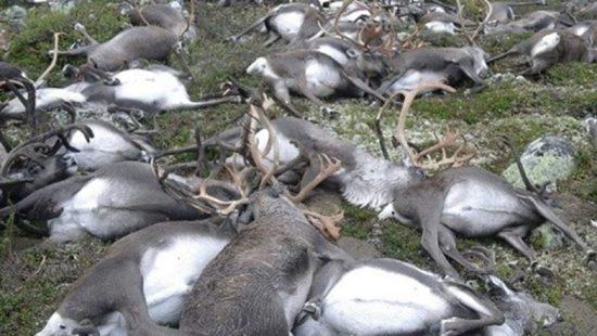 Lightning Kills More Than 300 Reindeer in Rare Mass Death